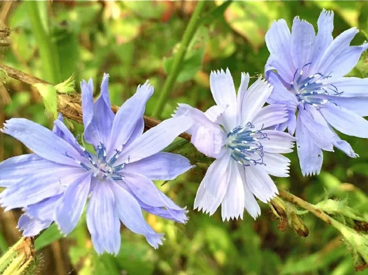 Fiori della cicoria selvatica