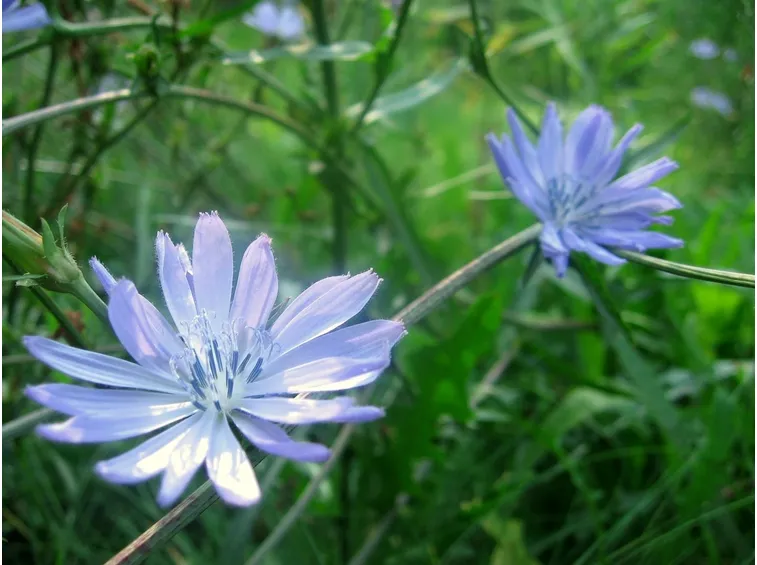 La cicoria in fioritura