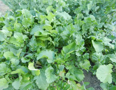 Piante di cime di rapa