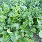 Piante di cime di rapa