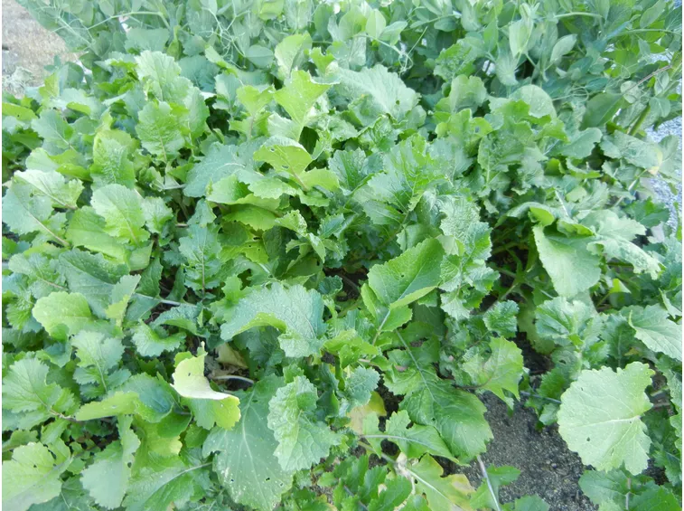 Piante di cime di rapa