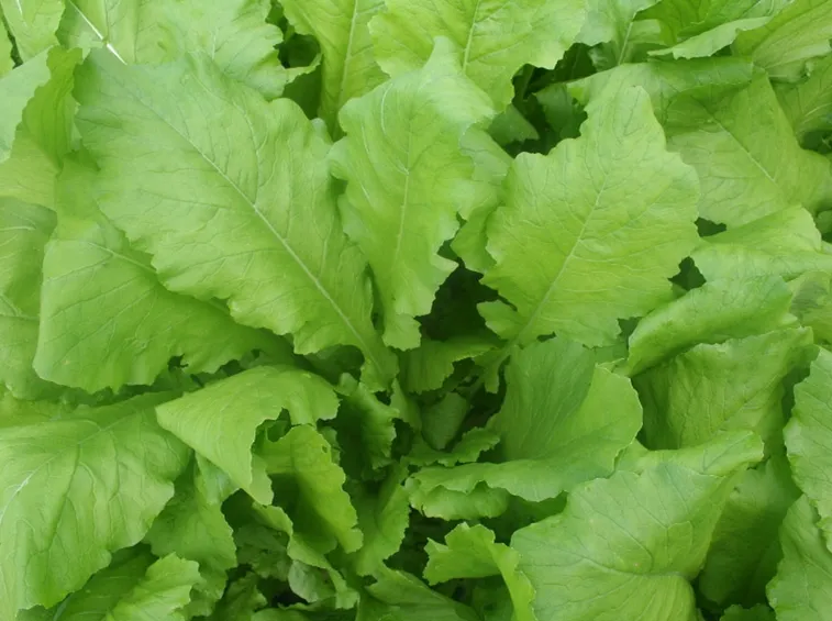 Coltivazione di cime di rapa