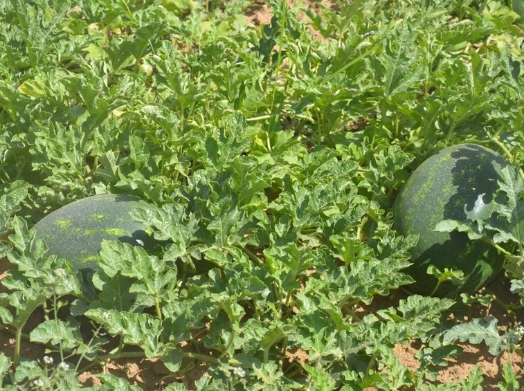 Coltivazione dei cocomeri