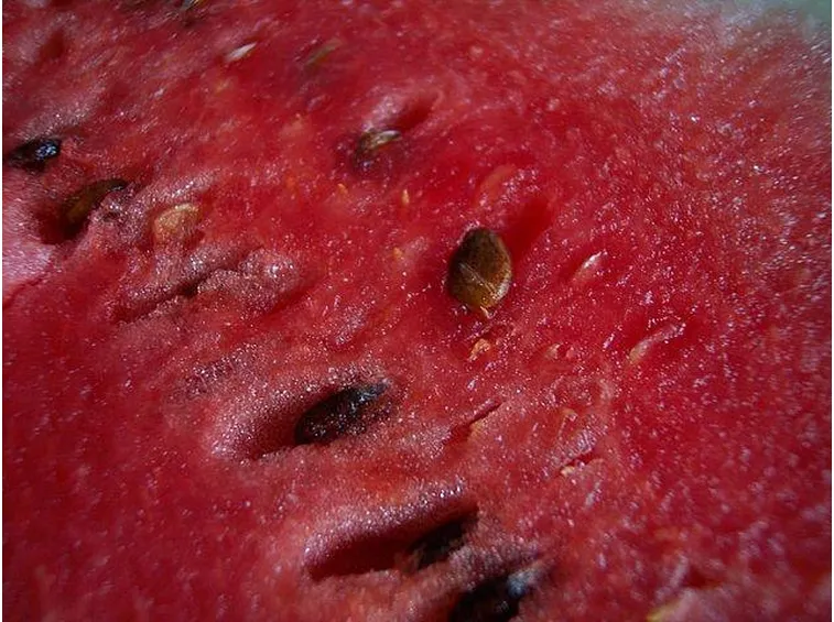 I semi del cocomero