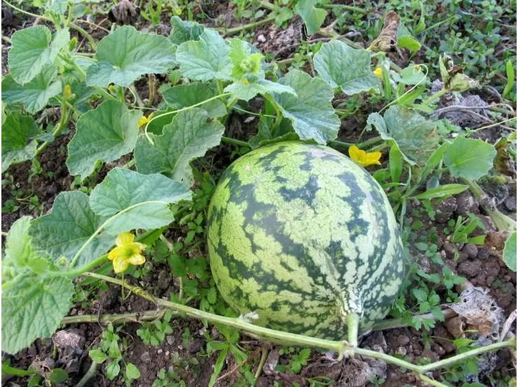 Coltivare il cocomero