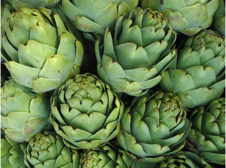 carciofi