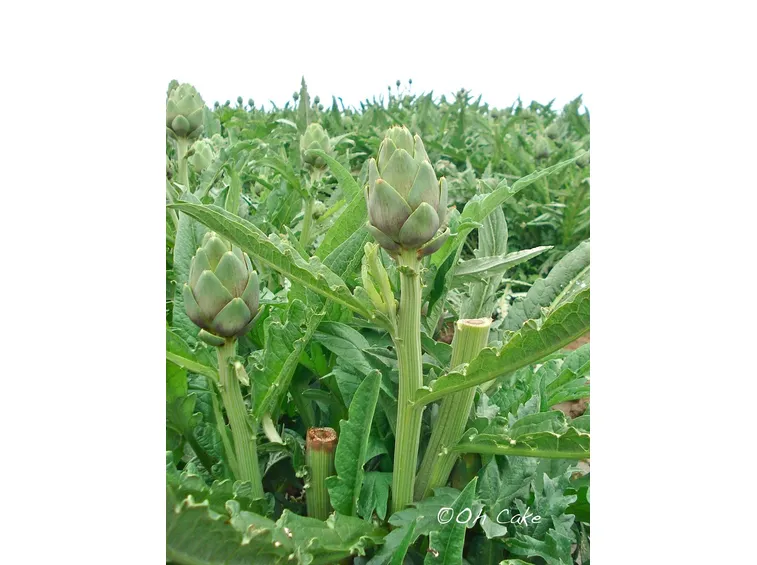 piante di carciofo
