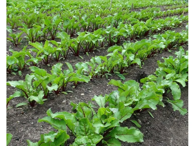 Orto barbabietola rossa
