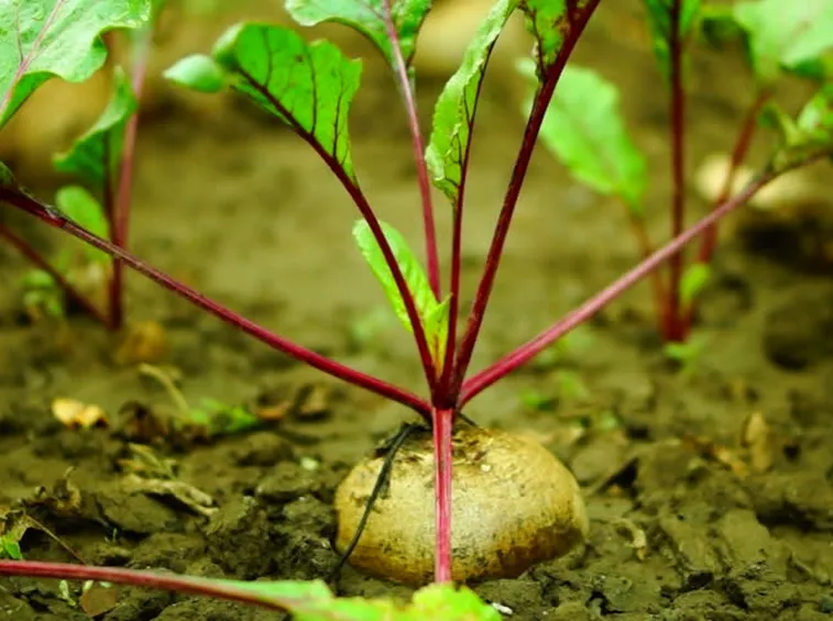 Coltivazione tuberi