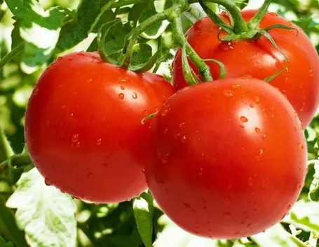coltivazione pomodori