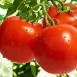 coltivazione pomodori