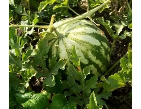 anguria