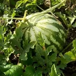 anguria