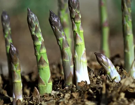 asparagi coltivazione