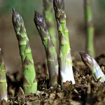 asparagi coltivazione