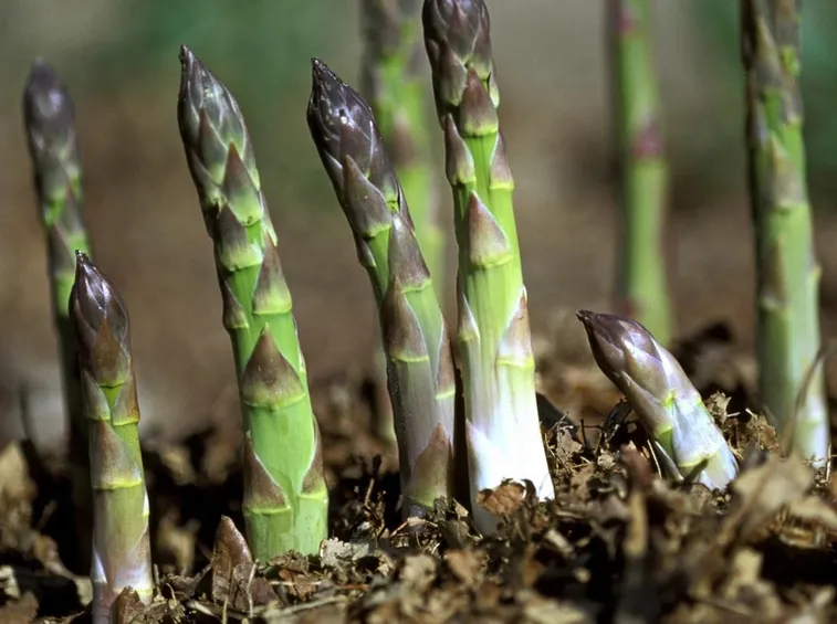 asparagi coltivazione