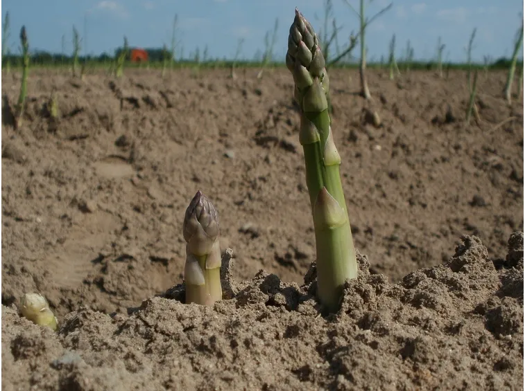 concimare asparagi