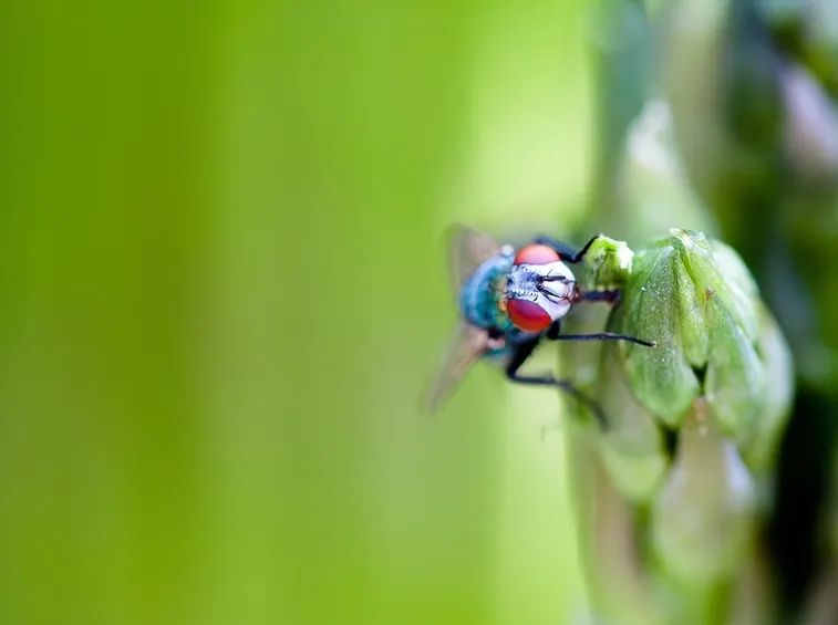 Mosca dell'asparago