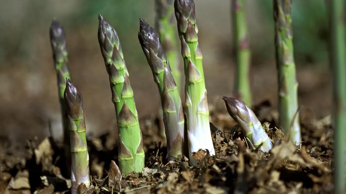 asparagi coltivazione