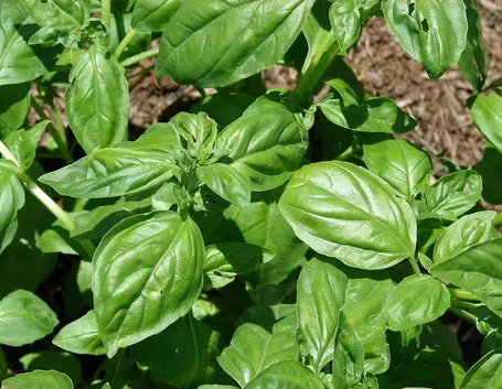 basilico
