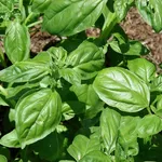 basilico