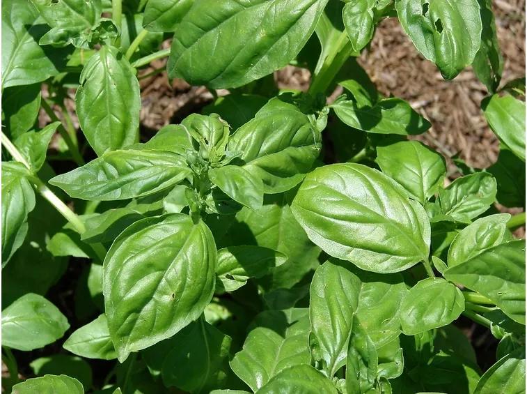 basilico