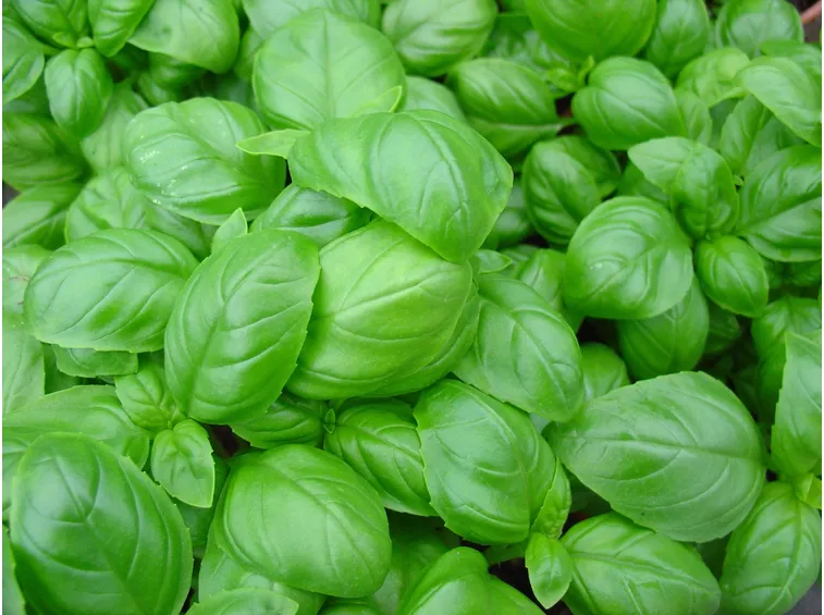 coltivare basilico