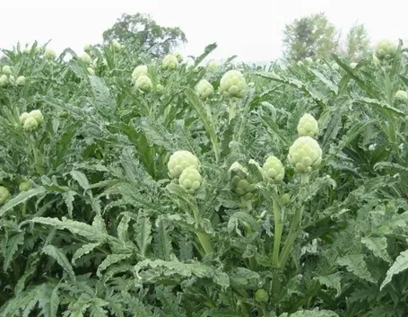 carciofo