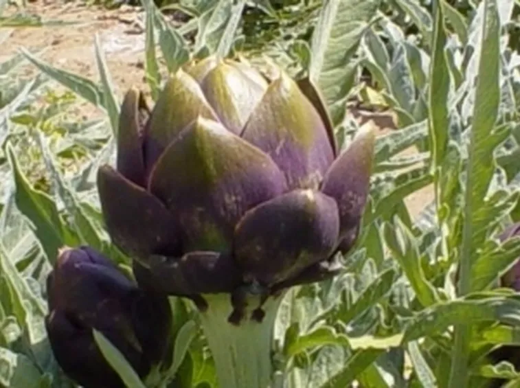 carciofo2