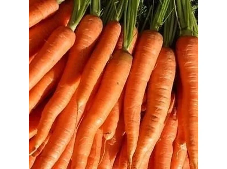carota