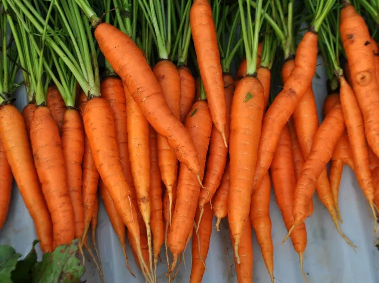 carota