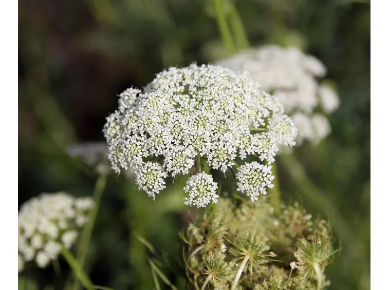 fiore carota