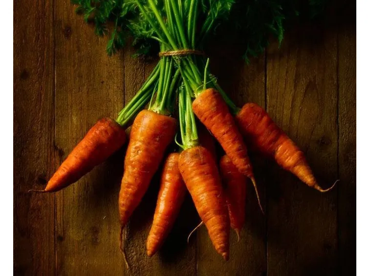 carota
