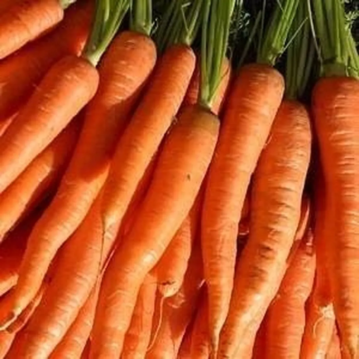 carota