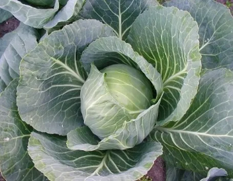 cavolo cappuccio