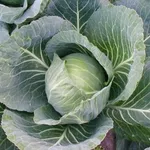 cavolo cappuccio