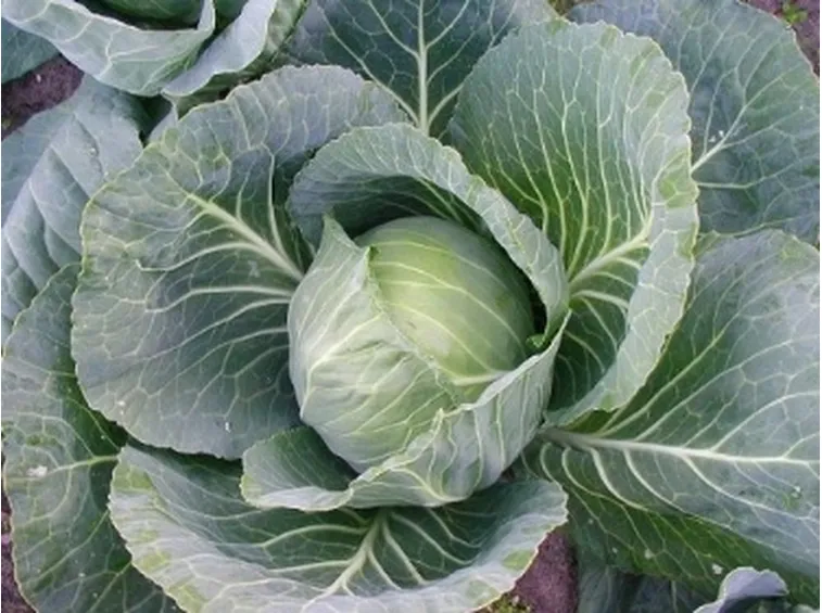 cavolo cappuccio