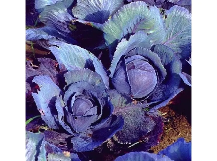 cavolo cappuccio2