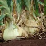 cipolla