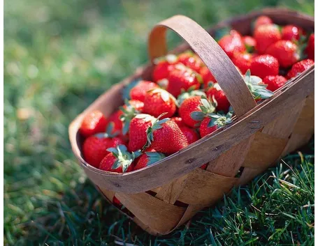 fragola