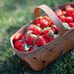 fragola
