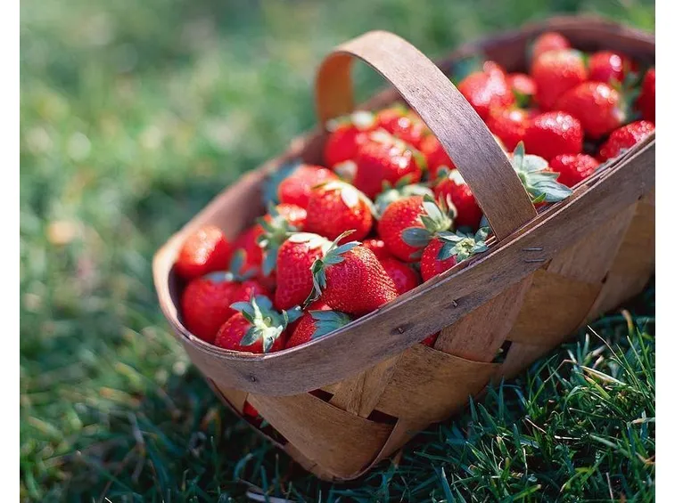 fragola
