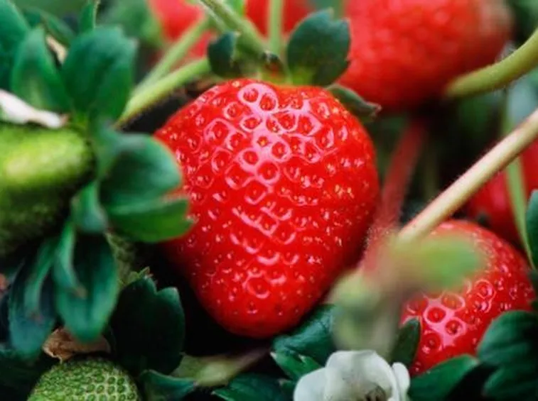 fragole3