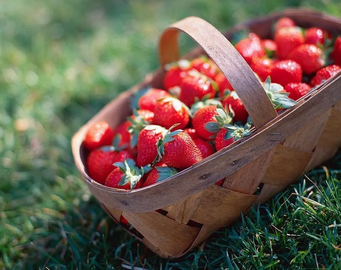 fragola
