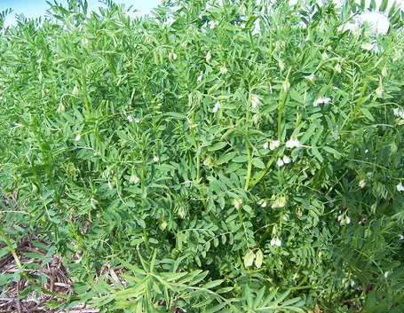 Piante lenticchie
