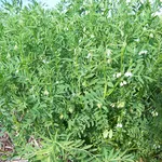 Piante lenticchie