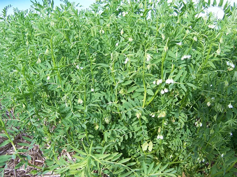 Piante lenticchie