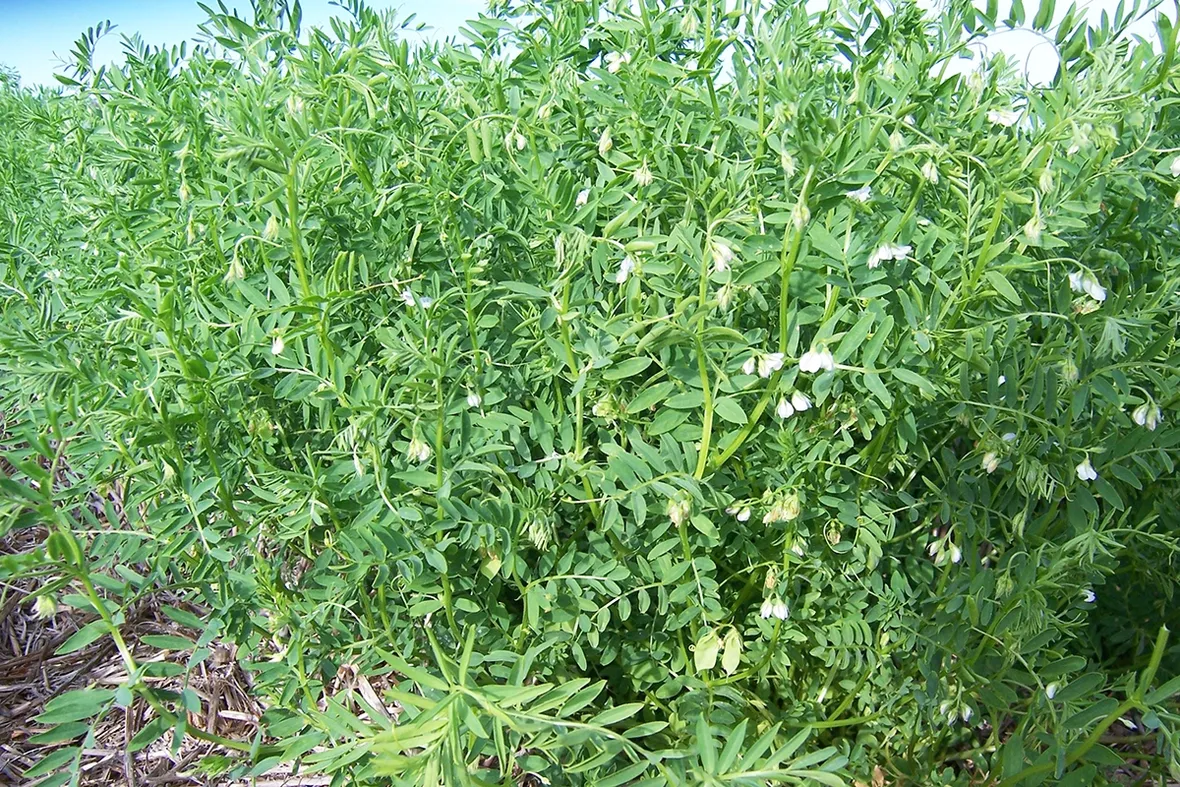 Piante lenticchie