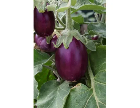 melanzana1
