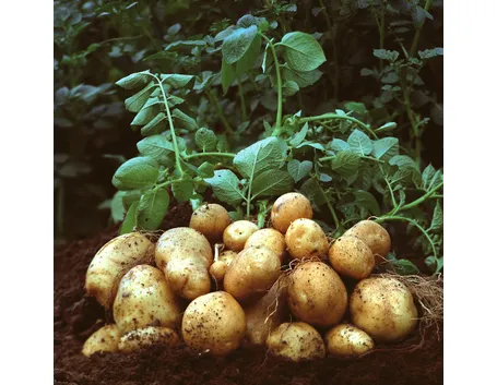 coltivare patate